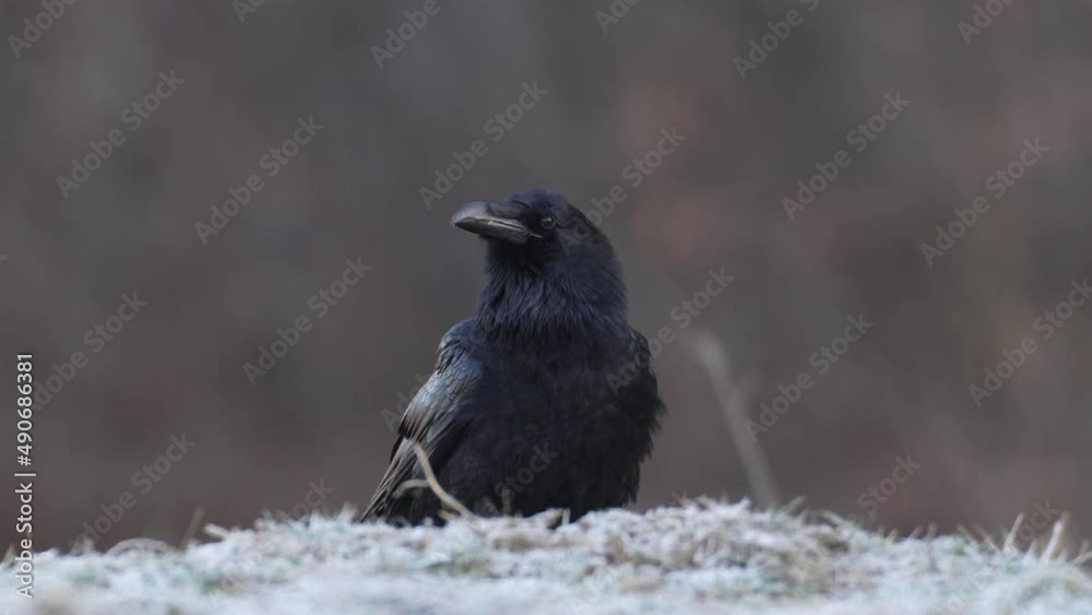 Raven, Corvus corax, black bird in the autumn forest, animal in the nature habitat, winter snow, Bialowieza NP, Poland. Wildlife scene from nature. Ravens in the grass. Raven, Corvus corax, black bird in the autumn forest, animal in the nature habitat, winter snow, Bialowieza NP, Poland. Wildlife scene from nature. Ravens in the grass.