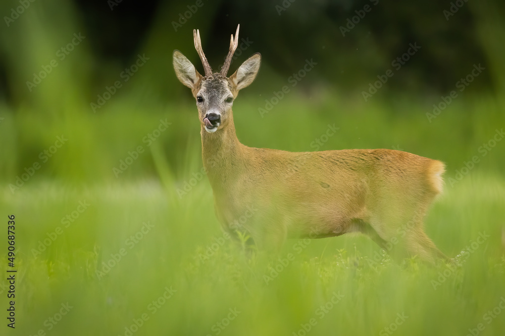 Roe deer, capreolus capreolus, looking to the camera on grassland in summer. Antlered mammal licking on green meadow. Roebuck standing on field from side.