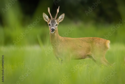 Roe deer, capreolus capreolus, looking to the camera on grassland in summer. Antlered mammal licking on green meadow. Roebuck standing on field from side.