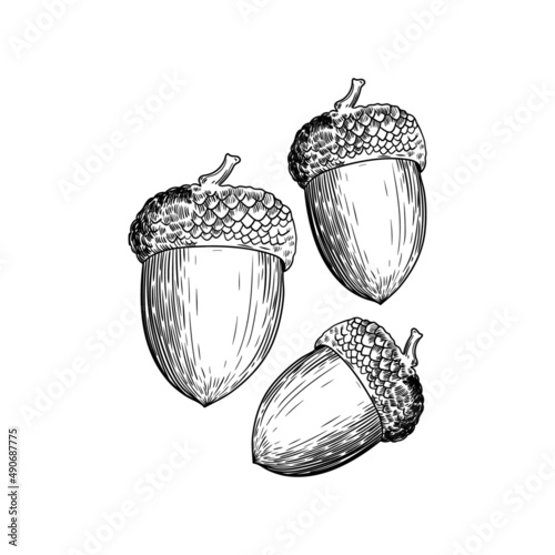 illustration flora acorn tree seeds