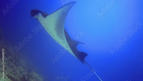 underwater seascape of scat waving fins and swim near coral reef. Maldives