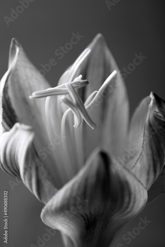 close up of a white lily