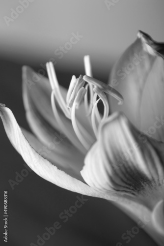 close up of a white lily