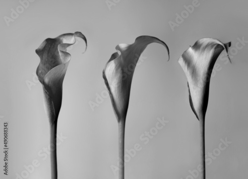 black and white row of tulips