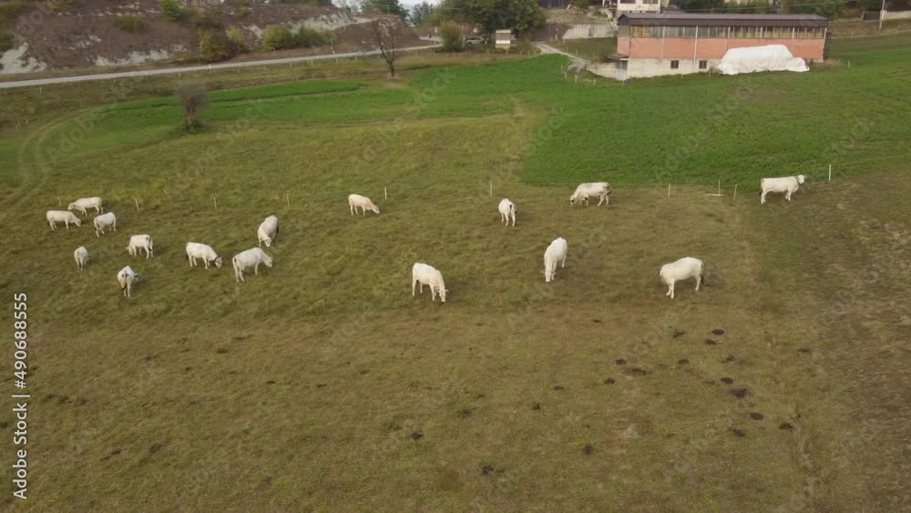 Herd of white cows grazing in rural countryside farm field Herd of white cows grazing in rural countryside farm field