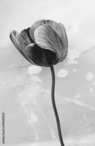black and white sunny tulip