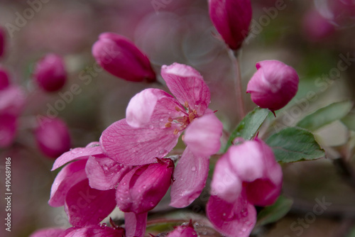 pink spring flowers close up