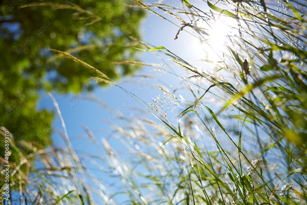 Natur, Umwelt, Wald und Wiese Natur, Umwelt, Wald und Wiese