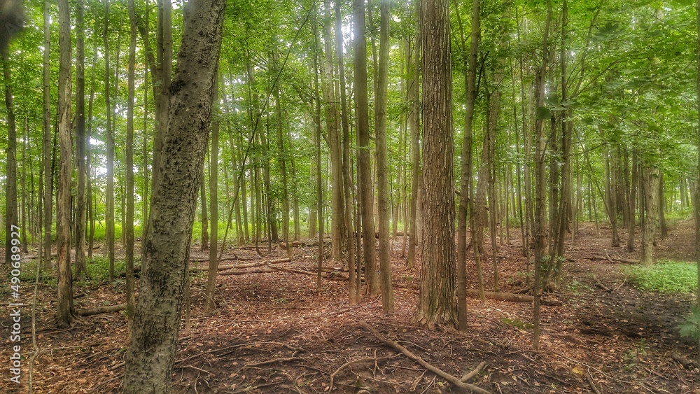 Fototapeta premium morning forest