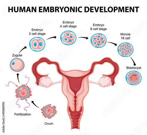 Human embryonic development in human infographic