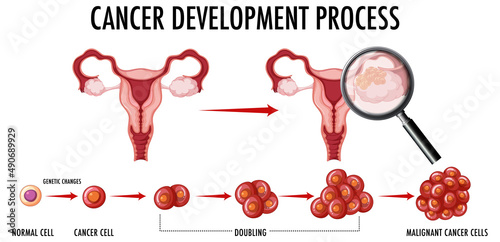 Human embryonic development in human infographic