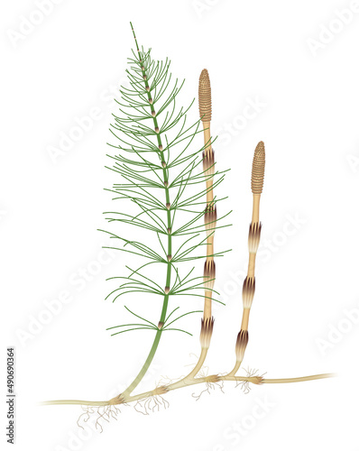 Equisetum arvense, the field horsetail or common horsetail, is an herbaceous perennial plant