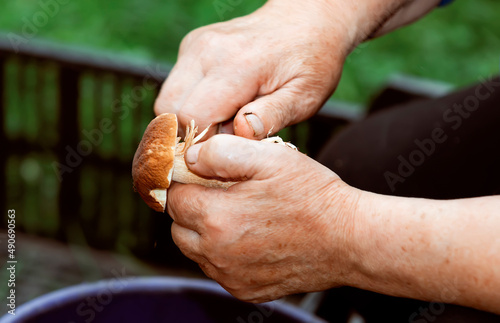 Female hands peeling edible forest mushroom with a knife