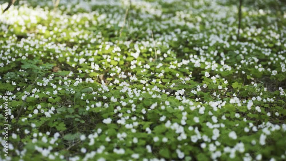 Blooming rabbit sprouts in the woods in spring. Smooth movement. Blooming rabbit sprouts in the woods in spring. Smooth movement.