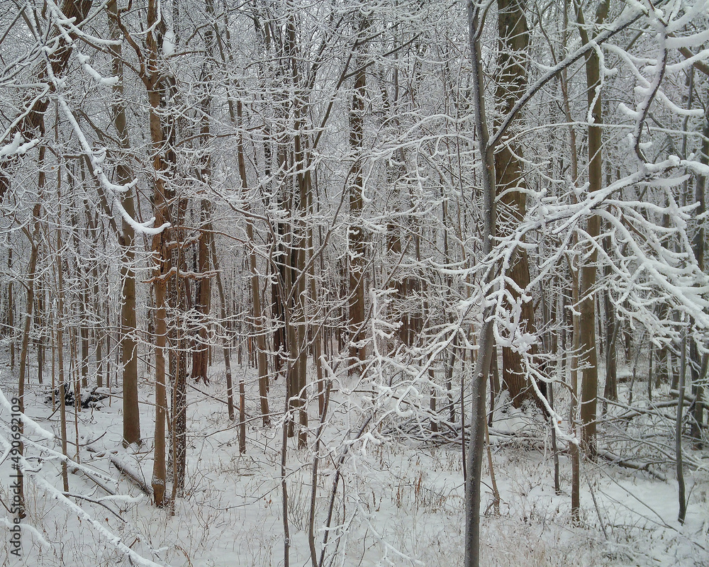 snow covered trees snow covered trees