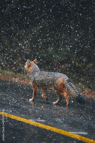 Fox Portrait in the middle of a snowstorm in Bariloche, Argentina