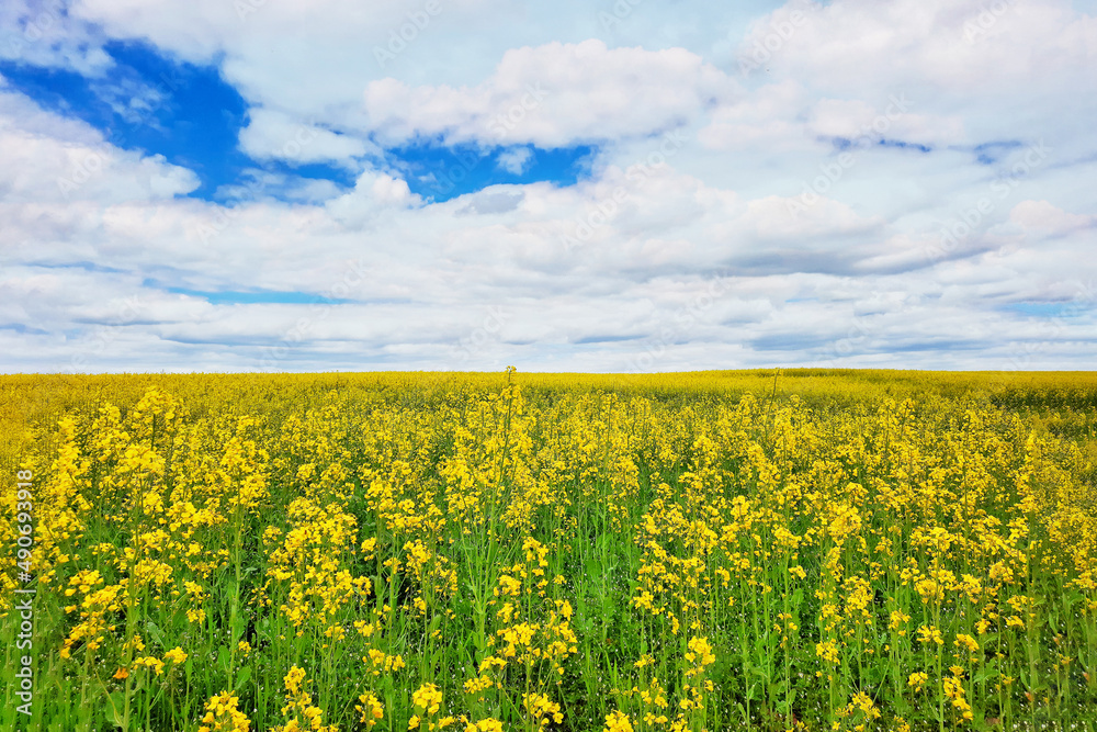Obraz premium Brassica napus. Plant for green energy and oil industry, springtime golden flowering field. Golden field of flowering rapeseed with blue sky.