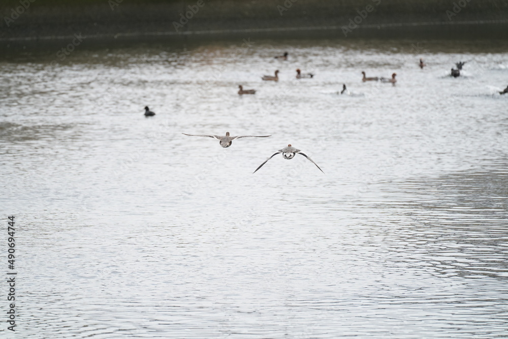 eurasian wigeon in the seashore