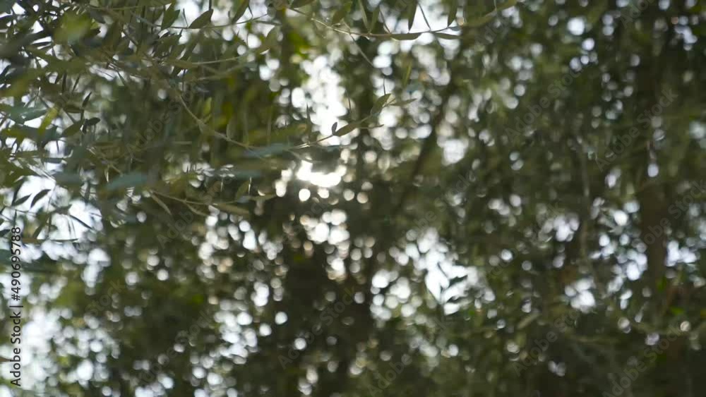 Bokeh background of tree leaves