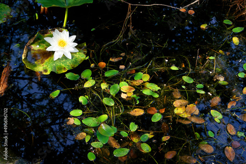 Piat pond in Fontainebleau forest photo