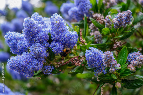 Close up of a bee on a Californian lilac  photo