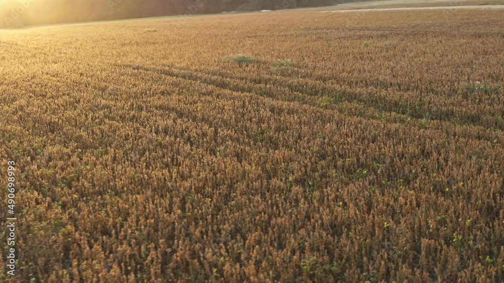 low aerial drone flight over field in summer with harvester and warm sunset light