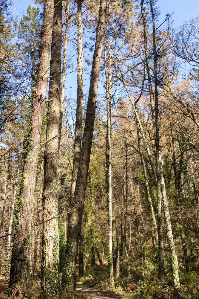 footpath between pines in the forests of the Basque country footpath between pines in the forests of the Basque country
