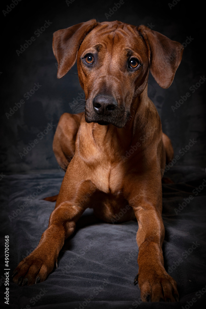 Portrait of a cute Rhodesien Ridgeback. Dogportrait. dark background