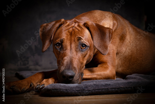 Portrait of a cute Rhodesien Ridgeback. Dogportrait. dark background