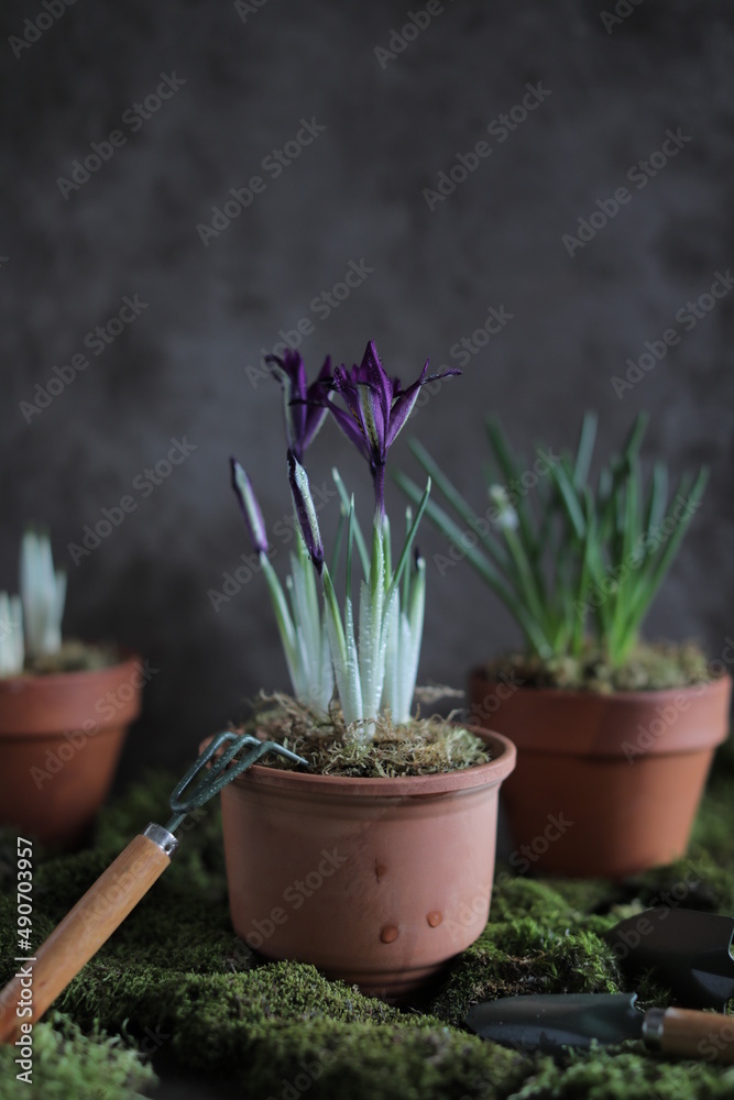 Spring purple irises in a clay pot on a table with other flower pots and plants. Spring still life with flowering buds and natural moss. Gardening Spring purple irises in a clay pot on a table with other flower pots and plants. Spring still life with flowering buds and natural moss. Gardening