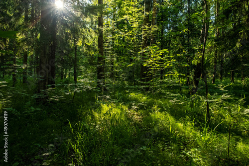 Fototapeta Naklejka Na Ścianę i Meble -  Forest landscape with trees and sun