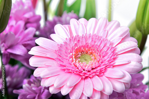 Composition with beautiful blooming Tulips and Barberton Daisy  Gerbera jamesonii  flowers on white background   pink colors   macro  