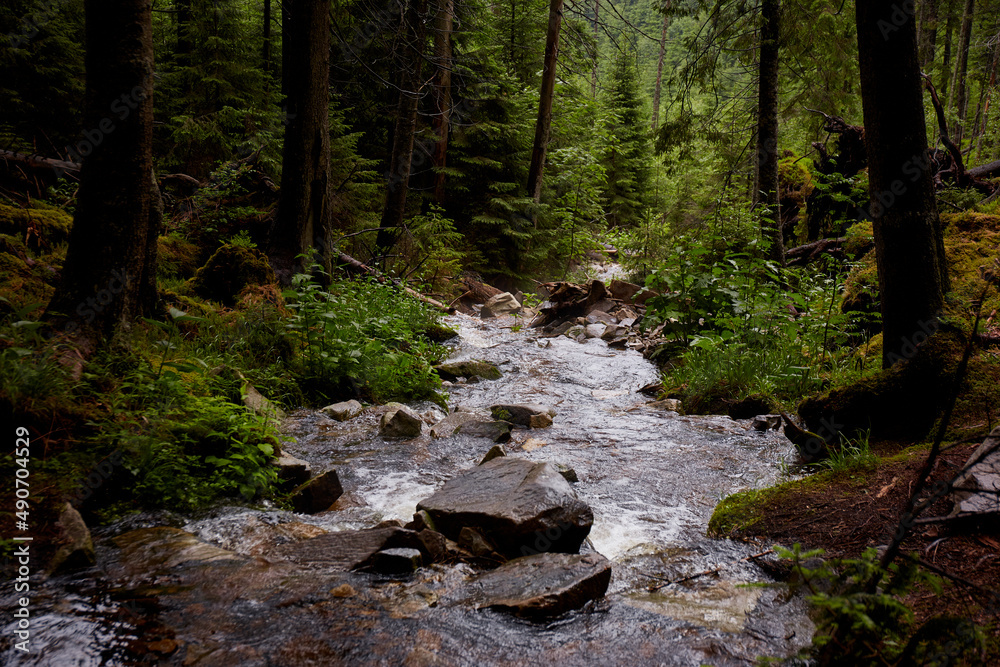 Obraz premium Beautiful ukrainian nature. Small river in old pine forest. Carpathian Mountains, Gorgany, Ukraine