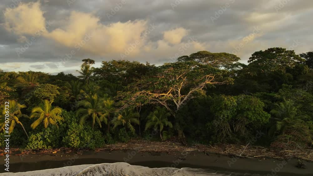 Aerial circular shot of a beautiful tree in a jungle close to the beach. Sunset light on the green tropical forest near to the pacific ocean in Costa Rica Aerial circular shot of a beautiful tree in a jungle close to the beach. Sunset light on the green tropical forest near to the pacific ocean in Costa Rica