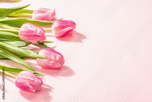 Fresh flower composition, a bouquet of pink tulips, isolated on a rose background