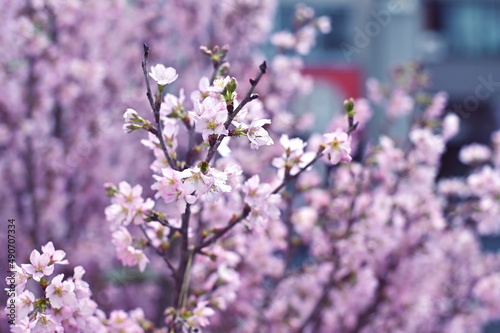 啓翁桜に魅せられて © YamaNeco_JPN