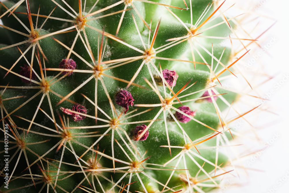 Cactus with spikes and purple flower, macro shot. Cactus with spikes and purple flower, macro shot.