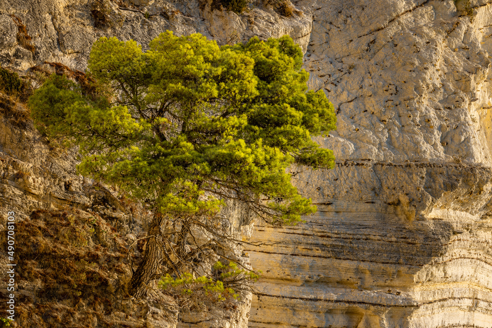 pine at the cliff