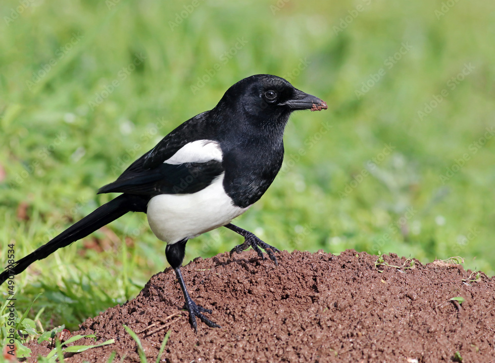 Smart eurasian magpie (Pica pica) holding a grasshopper prey in its beak. Young beautiful intelligent raven playing in the grass. Clever predator bird hunting insects pests with natural background. Smart eurasian magpie (Pica pica) holding a grasshopper prey in its beak. Young beautiful intelligent raven playing in the grass. Clever predator bird hunting insects pests with natural background.