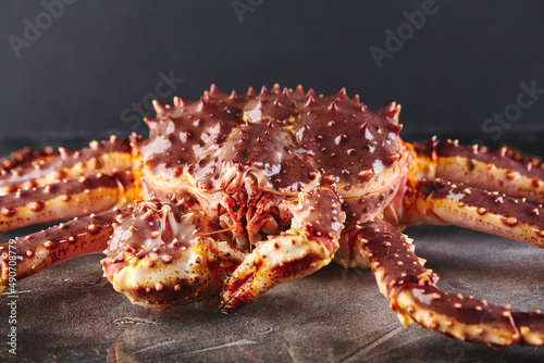 Live king crab on gray background close-up