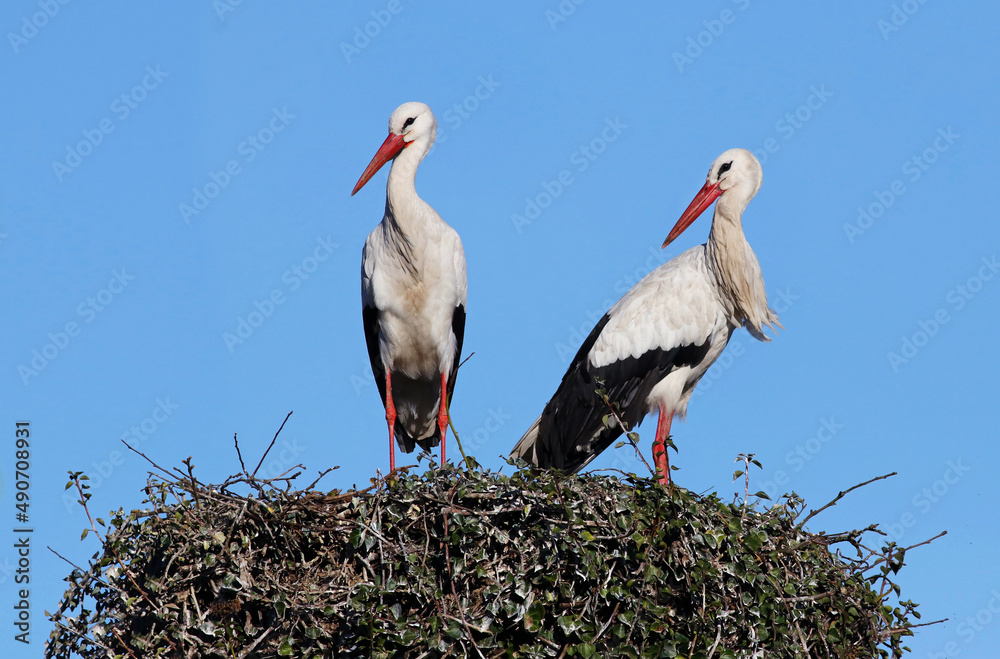 Fototapeta premium Beautiful couple of white storks (Ciconia ciconia) standing on the nest. Storks breeding and clattering their beaks, displaying a mating dance. White storks from Africa in Spain..