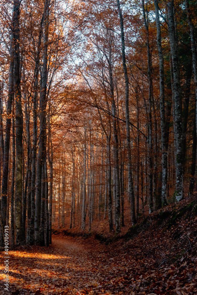 São Lourenço Beech Tree Forest, pathway leaves fall in ground landscape on autumnal background in November, Manteigas, Serra da Estrela, Portugal. São Lourenço Beech Tree Forest, pathway leaves fall in ground landscape on autumnal background in November, Manteigas, Serra da Estrela, Portugal.