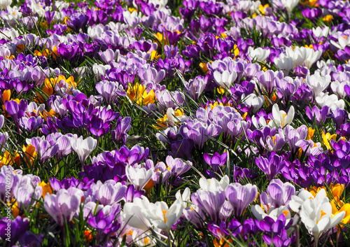 A beautiful field of purple, white and yellow flowers in Utrecht, the Netherlands. 