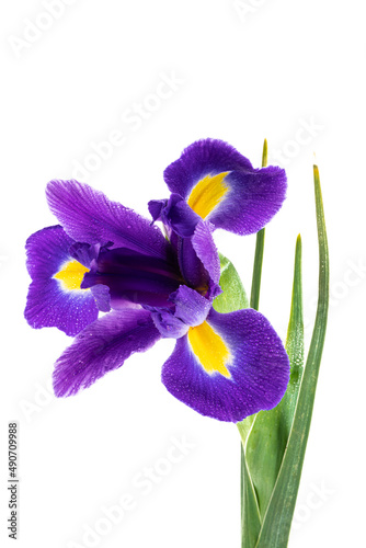 Beautiful Blue English Iris (Iridaceae Iris latifolia) isolated on white background photo