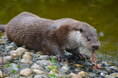 The near-threatened Eurasian otter Lutra lutra devouring a big piece of trout on the banks of a river in Britain. This species is primarily nocturnal although in some areas they forage during the day.