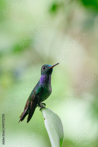 Blue-chested Hummingbird or Amazila amabilis standing on a branch over a green background, Panama. Vertical view