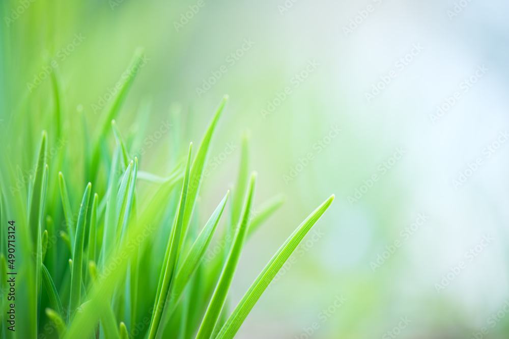 Green grass, blade of grass, defocused bokeh background. Shallow depth of field. Green grass, blade of grass, defocused bokeh background. Shallow depth of field.
