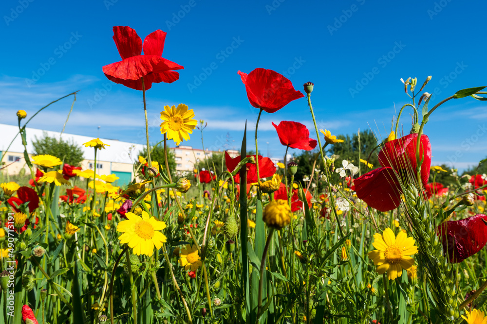 Fototapeta premium A meadow full of pretty red poppies and lovely yellow daisies during spring