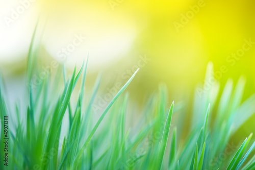 Green grass  blade of grass  defocused bokeh background. Shallow depth of field.