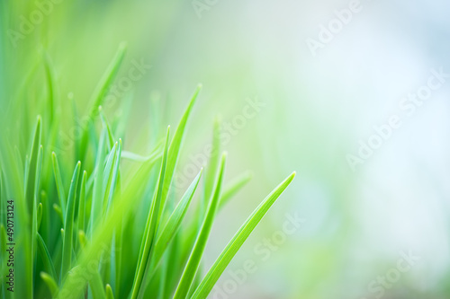 Green grass, blade of grass, defocused bokeh background. Shallow depth of field.